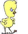 Angry chick