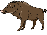 Boar