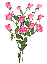 Bouque of pink rosses